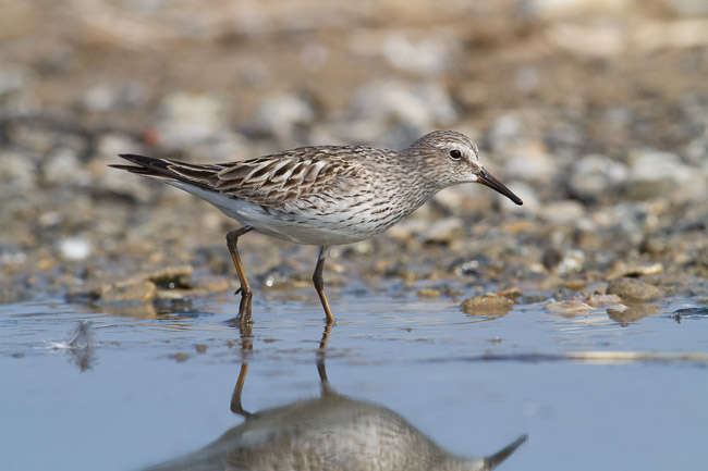 Adult White-rumped Sandpiper (Calidris fuscicollis), Snettisham, Norfolk