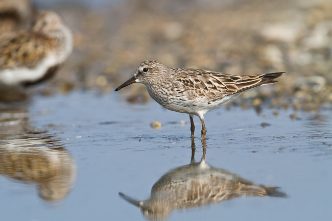 Adult White-rumped Sandpiper (Calidris fuscicollis) with Dunlin (Calidris alpina), Snettisham, Norfolk