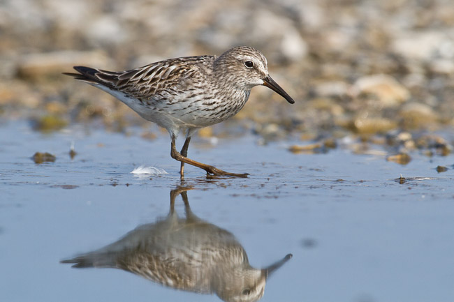 Adult White-rumped Sandpiper (Calidris fuscicollis), Snettisham, Norfolk