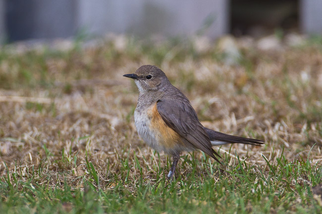 White-throated Robin (Irania gutturalis), Hartlepool, Cleveland
