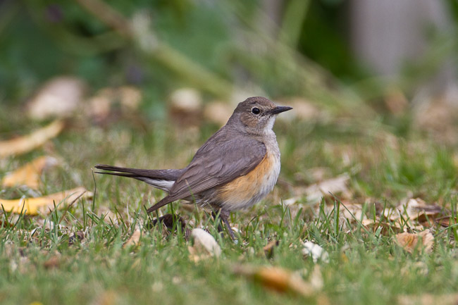 White-throated Robin (Irania gutturalis), Hartlepool, Cleveland