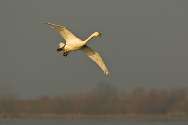 Adult Whooper Swan (Cygnus cygnus) coming in to land, Welney WWT, Norfolk