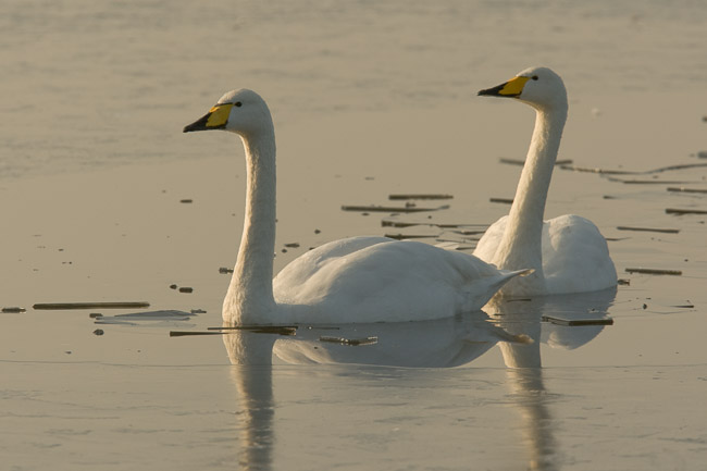 Pair of Whooper Swans (Cygnus cygnus) amongst ice, Welney WWT, Norfolk