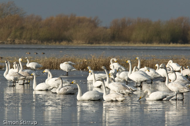 Group of Whooper Swans (Cygnus cygnus) on ice, Welney WWT, Norfolk