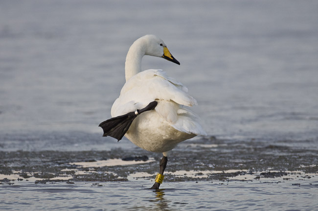 Adult Whooper Swan (Cygnus cygnus), Welney WWT, Norfolk