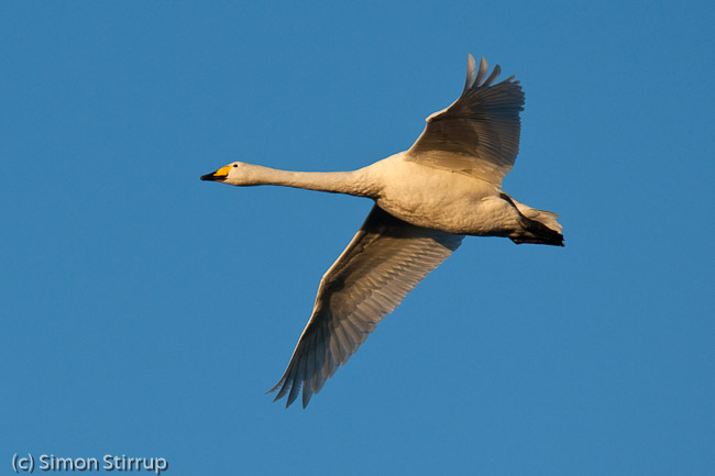 Adult Whooper Swan (Cygnus cygnus) in morning light, Welney WWT, Norfolk