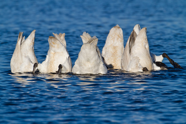 Whooper Swans (Cygnus cygnus) upending, Welney, Norfolk