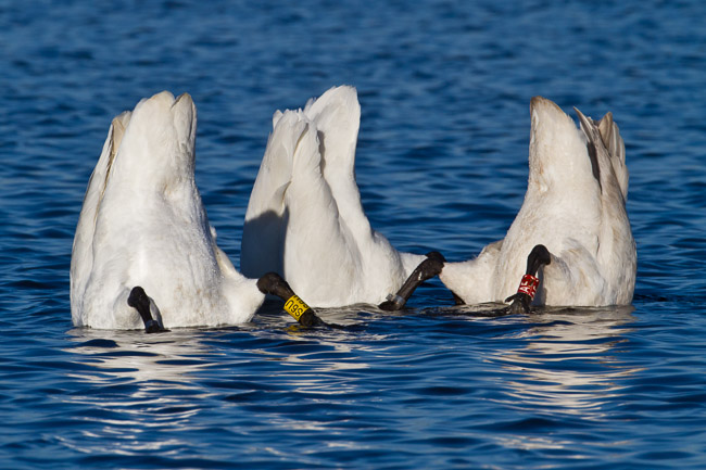 Whooper Swans (Cygnus cygnus) upending, Welney, Norfolk