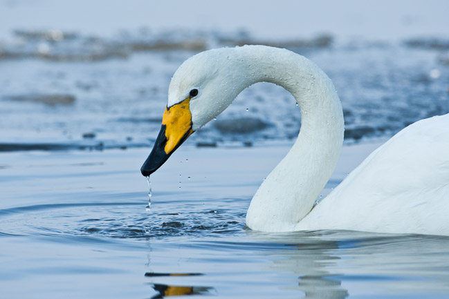 Adult Whooper Swan(Cygnus cygnus) in flight, Welney, Norfolk