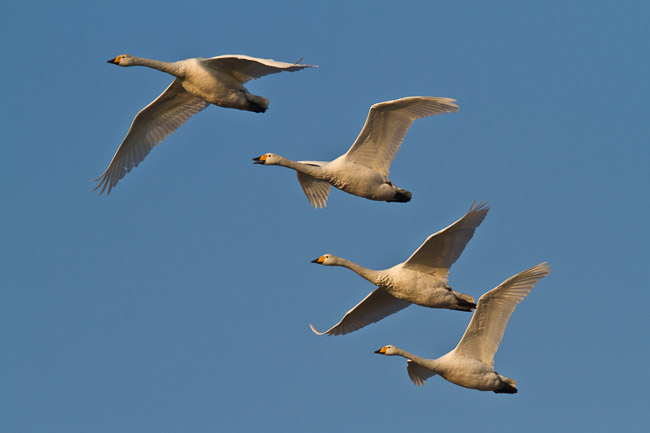 Adult Whooper Swans (Cygnus cygnus) in flight, Welney, Norfolk