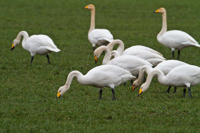 Whooper Swans (Cygnus cygnus), Mepal, Cambridgeshire