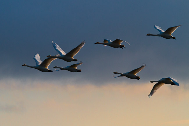 Whooper Swans (Cygnus cygnus), Mepal, Cambridgeshire