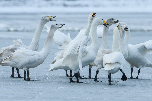 Displaying Whooper Swans (Cygnus cygnus) on ice, Welney, Norfolk