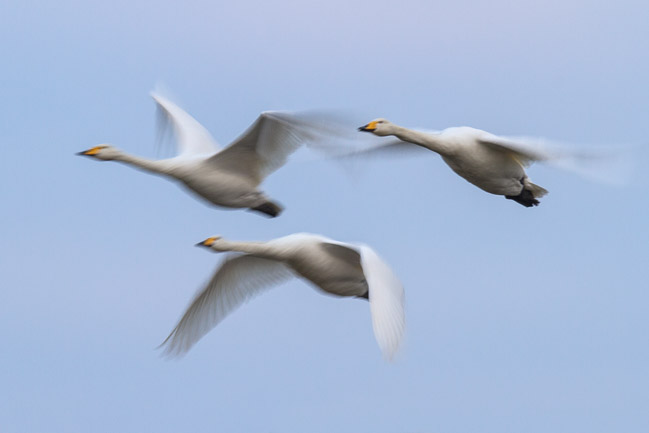 Whooper Swans (Cygnus cygnus) in flight - with motion blur, Cambridgeshire