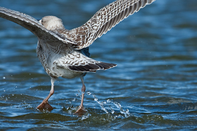 Juvenile Yellow legged gull (Larus michahellis), Norfolk, England