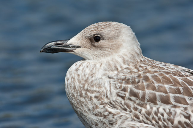 Juvenile Yellow legged gull (Larus michahellis), Norfolk, England