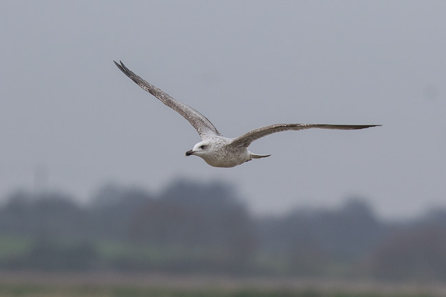 Yellow-legged Gull (Larus michahellis) 2CY, Southwold Harbour, Suffolk