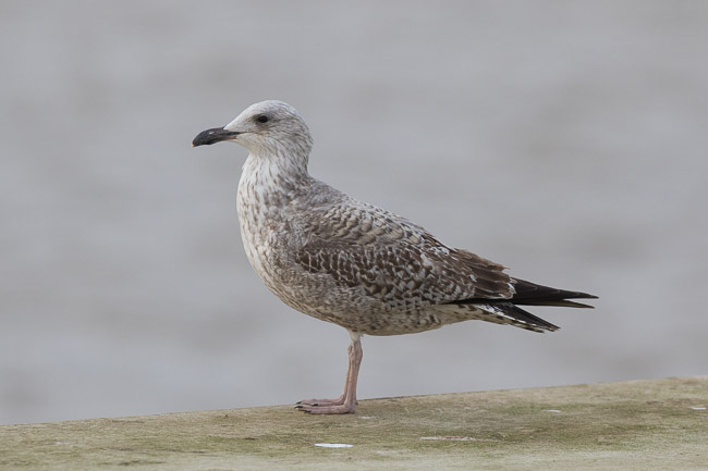 Yellow-legged Gull (Larus michahellis) 2CY, Southwold Harbour, Suffolk