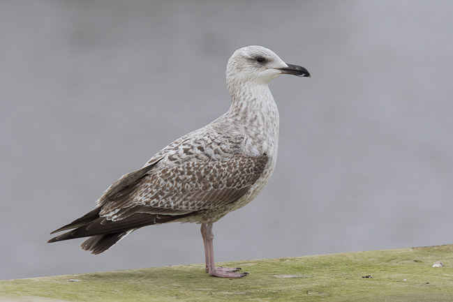 Yellow-legged Gull (Larus michahellis) 2CY, Southwold Harbour, Suffolk