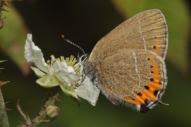 Black Hairstreak (Satyrium pruni) nectaring on bramble flower, Northamptonshire