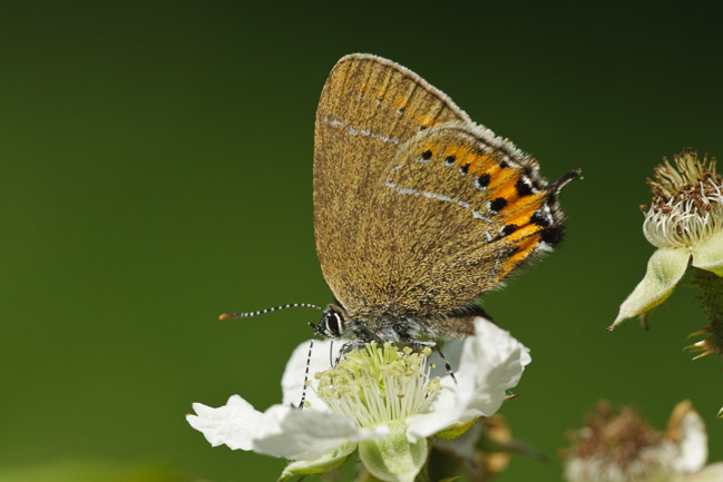 Black Hairstreak (Satyrium pruni) nectaring on bramble flower, Northamptonshire