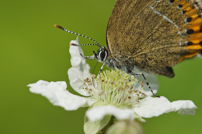 Black Hairstreak (Satyrium pruni) nectaring on bramble flower, Northamptonshire