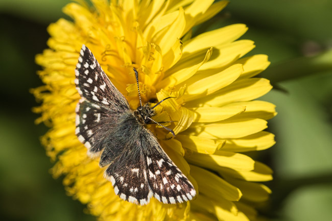 Grizzled Skipper  (Pyrgus malvae), Dorset