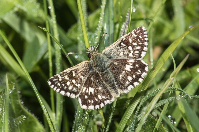 Grizzled Skipper  (Pyrgus malvae), Dorset