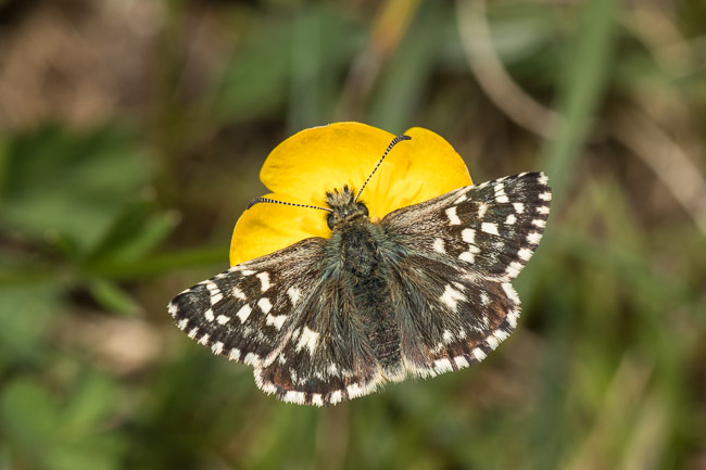 Grizzled Skipper (Pyrgus malvae), Dorset 