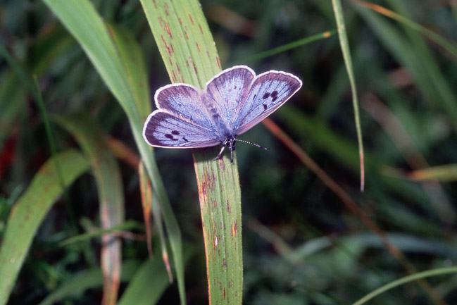 Large Blue (Maculinea arion), Somerset