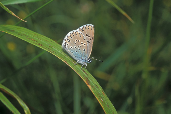 Large Blue (Maculinea arion), Somerset
