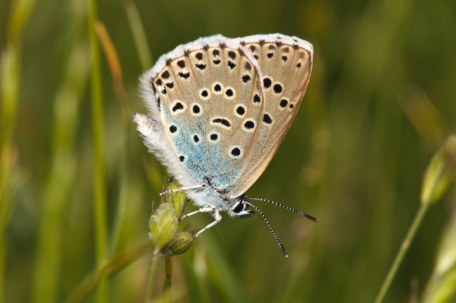 Female Large Blue (Maculinea arion), Collard Hill, Somerset