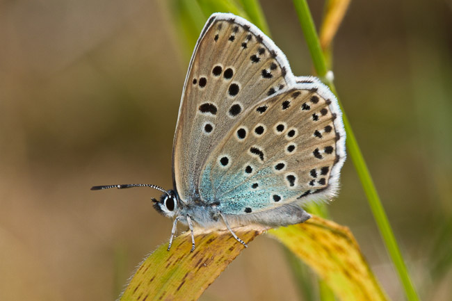 Female Large Blue (Maculinea arion), Collard Hill, Somerset