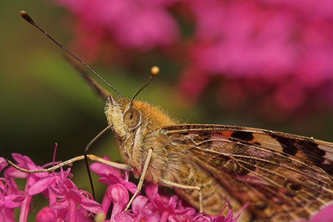 Painted Lady (Cynthia cardui) nectaring, St Mary's, Isles of Scilly