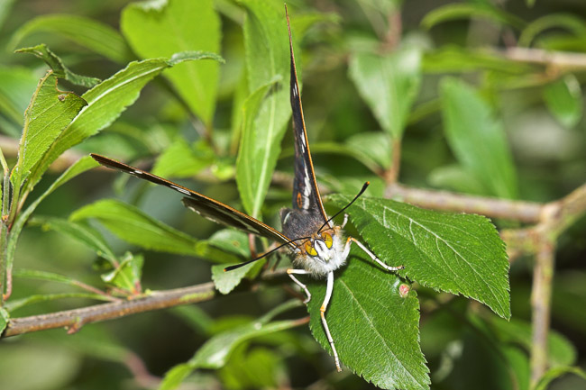 Male Purple Emperor (Apatura iris), Northamptonshire