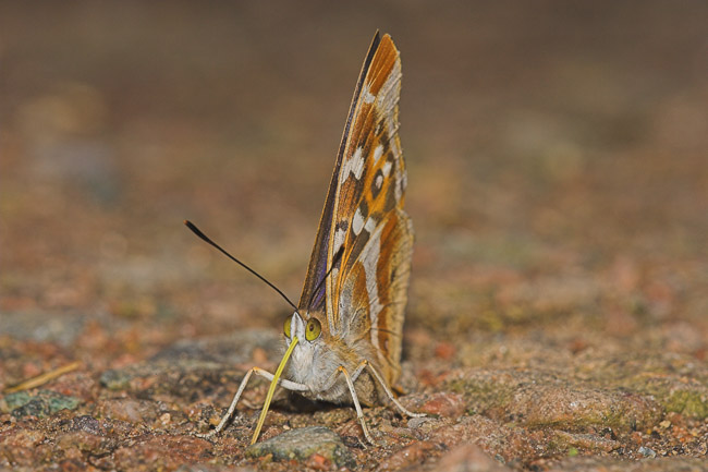 Male Purple Emperor (Apatura iris), Northamptonshire