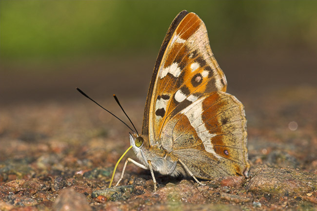 Male Purple Emperor (Apatura iris), Northamptonshire