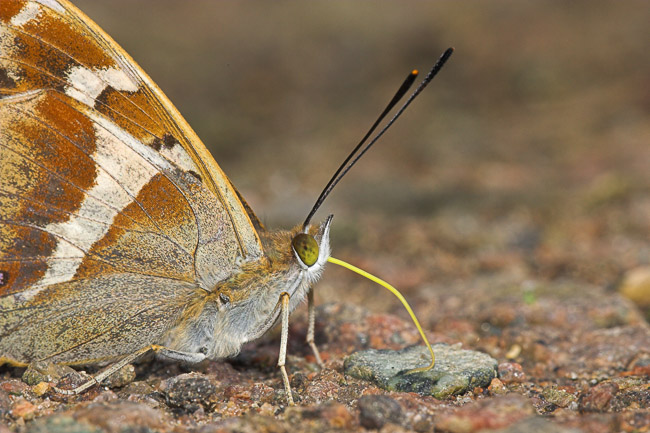 Male Purple Emperor obtaining salts from path, Northamptonshire