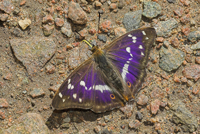  Male Purple Emperor (Apatura iris), Northamptonshire