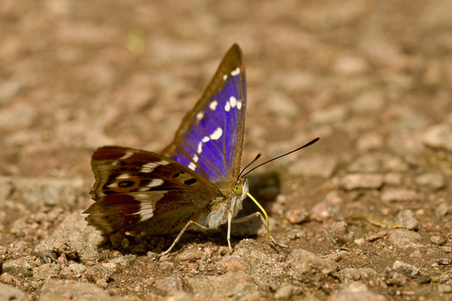 Male Purple Emperor (Apatura iris), Northamptonshire