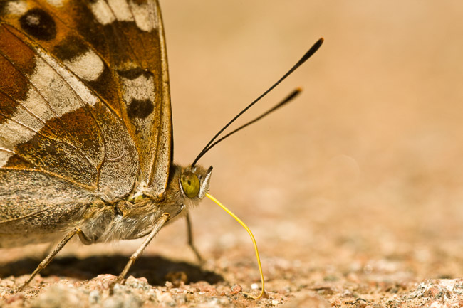 Male Purple Emperor (Apatura iris), Northamptonshire