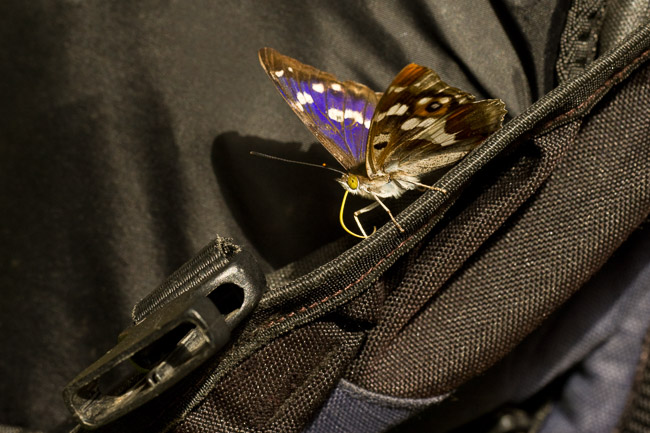 Male Purple Emperor (Apatura iris) on rucksack obtaining salts, Northamptonshire