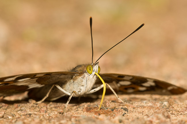 Male Purple Emperor (Apatura iris), Northamptonshire