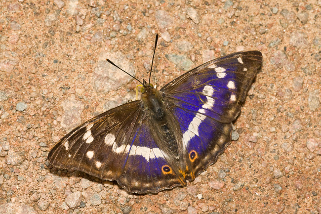 Male Purple Emperor (Apatura iris), Northamptonshire