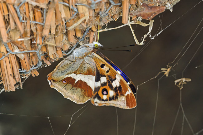 Male Purple Emperor, Woodwalton Fen, Cambs