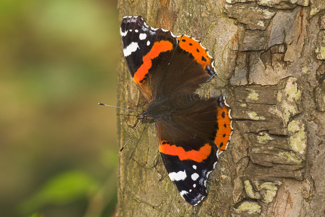 Red Admiral (Vanessa atalanta), Aldreth, Cambridgeshire