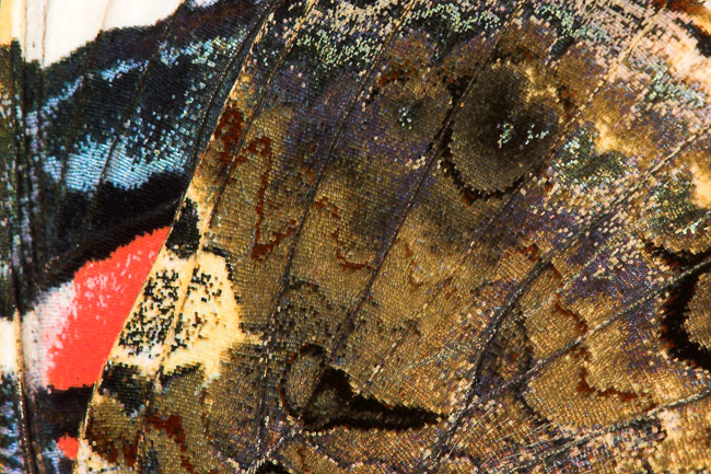 Close-up of the underwing of a Red Admiral (Vanessa atalanta), Aldreth, Cambridgeshire