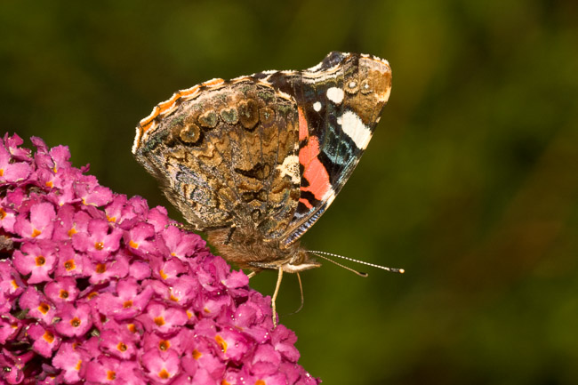 Red Admiral (Vanessa atalanta) nectaring, Aldreth, Cambridgeshire