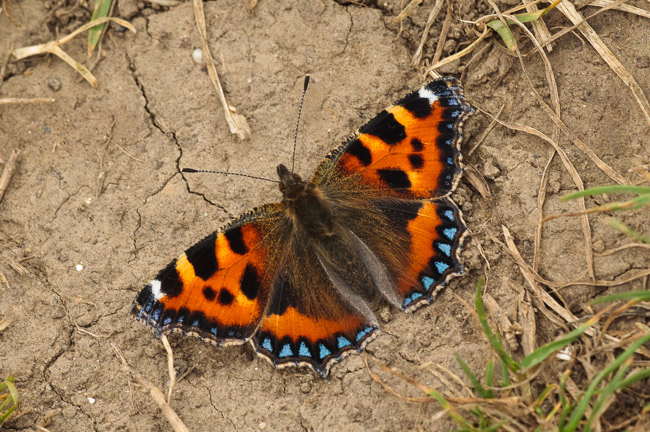 Small Tortoiseshell (Aglais urticae), basking, Cambridgeshire