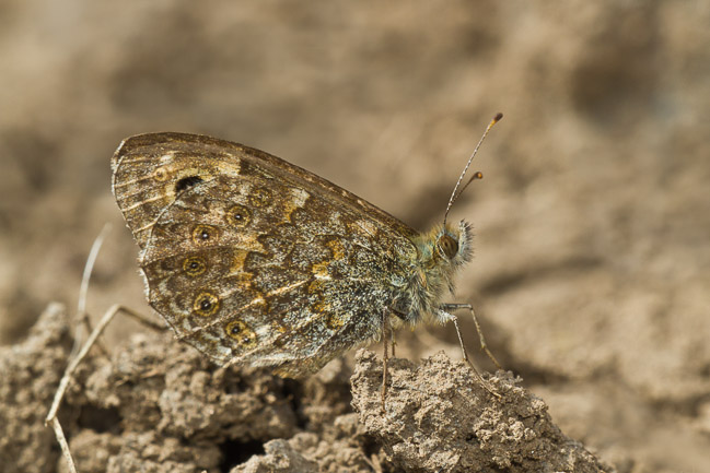 Wall (Lasiommata megera), Mepal, Cambridgeshire